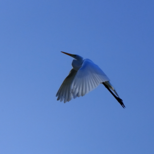 IMG 0558e